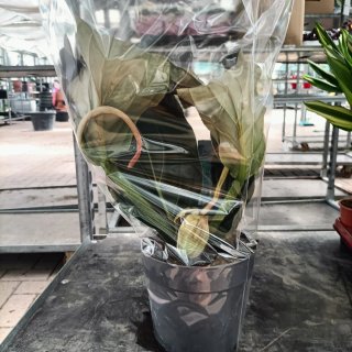 Medinilla Magnifica Flamenco 40cm