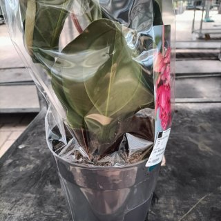 Medinilla Magnifica Flamenco 40cm