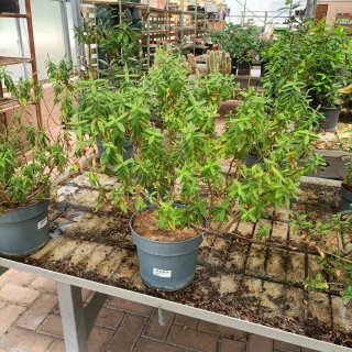 Piante da giardino €5