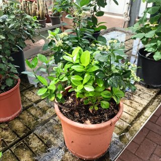 Piante da giardino €5