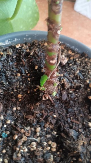 Planta Pilea
