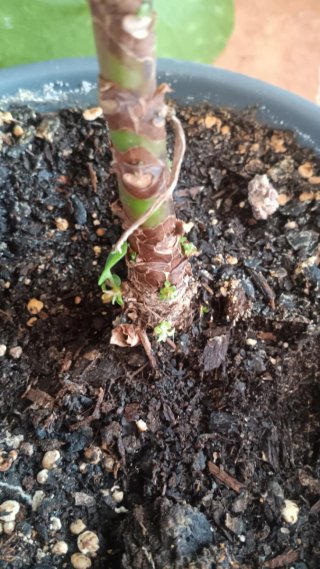 Planta Pilea