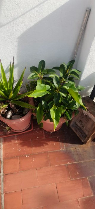 Multiservicios