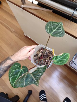 Anthurium Big Foot x (KOSxRed Spider)