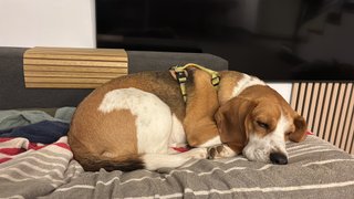 Patas Locas, Residencia de mascotas sin jaulas