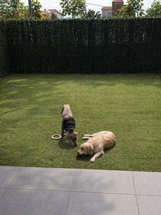 Patas Locas, Residencia de mascotas sin jaulas