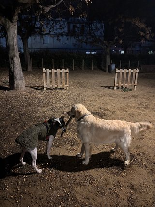 Patas Locas, Residencia de mascotas sin jaulas