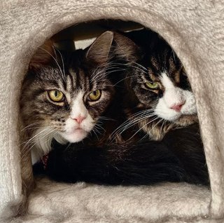 Patas Locas, Residencia de mascotas sin jaulas
