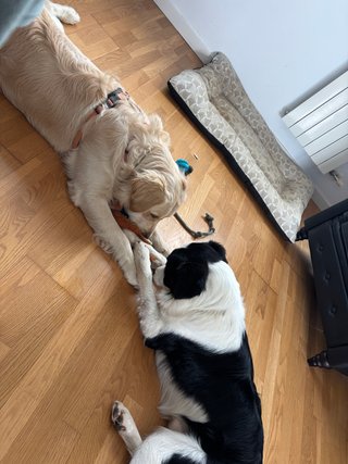 Patas Locas, Residencia de mascotas sin jaulas