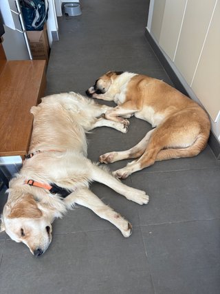 Patas Locas, Residencia de mascotas sin jaulas
