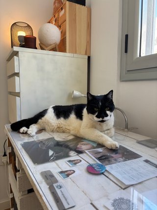 Patas Locas, Residencia de mascotas sin jaulas