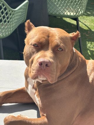 Patas Locas, Residencia de mascotas sin jaulas