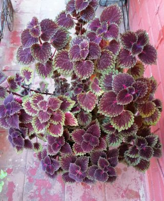 Planta Coleus Natural