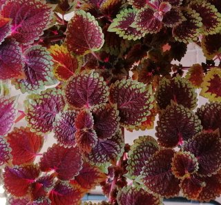 Planta Coleus Natural