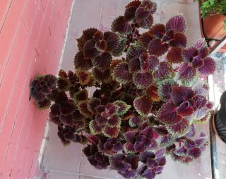 Planta Coleus Natural