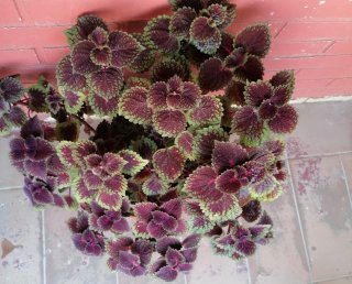 Planta Coleus Natural