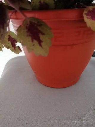 Planta Coleus Natural