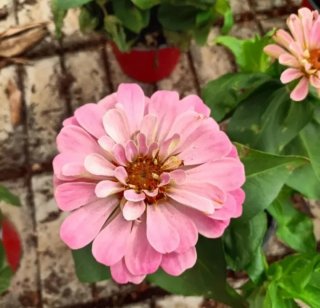 Set 13 Piante Zinnia 30cm