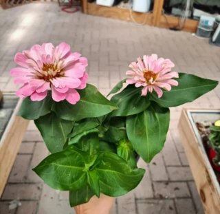Set 13 Piante Zinnia 30cm