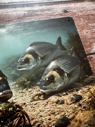 PLACA CARTEL METALICO PESCA DORADAS BAJO EL AGUA