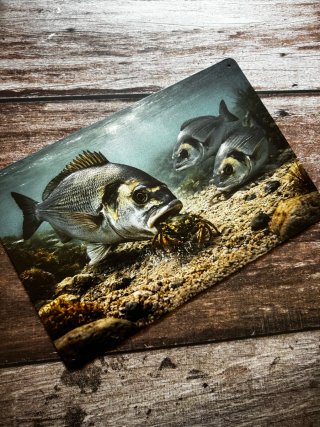 PLACA CARTEL METALICO PESCA DORADAS BAJO EL AGUA