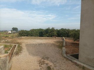 Campo de naranjos