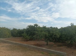 Campo de naranjos