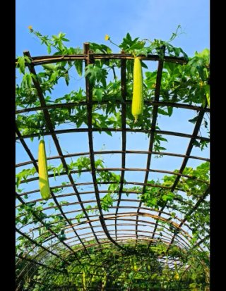 Plantones de Lufa / Luffa.