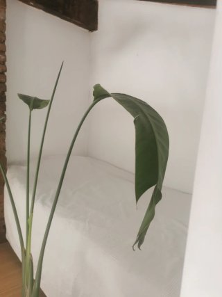 Planta de interior grande