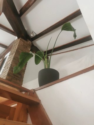 Planta de interior grande