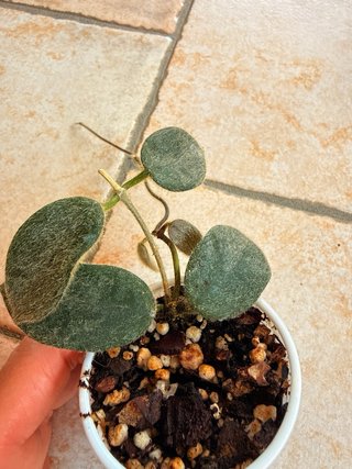 Hoya Thomsonii Pink