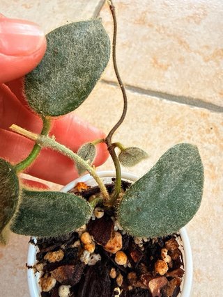 Hoya Thomsonii Pink