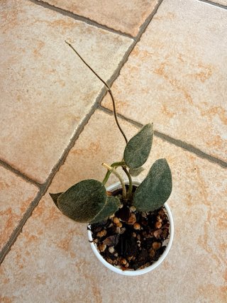 Hoya Thomsonii Pink