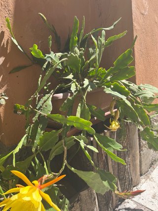 Pianta con fiore giallo Epiphyllum phyllanthus