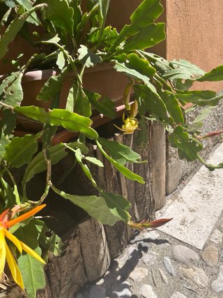 Pianta con fiore giallo Epiphyllum phyllanthus