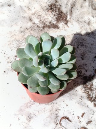 Echeveria norma Ø8 cm planta suculenta