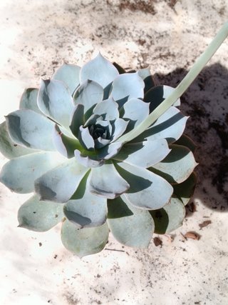 Echeveria blue bird Ø5 cm planta suculenta
