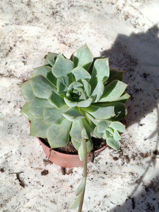 Echeveria California Queen Ø8 cm planta suculenta