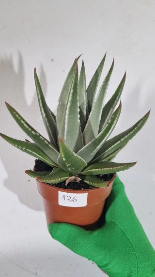 Suculenta Haworthia