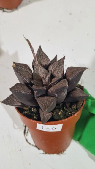 Suculenta Haworthia