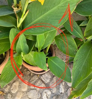 Pianta di canna indiana gialla e rossa