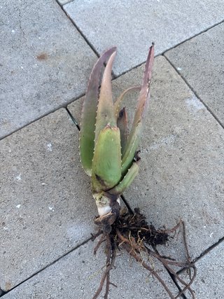 Piantina Aloe con radici