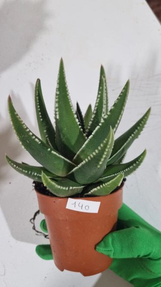 Suculenta Haworthia cebra