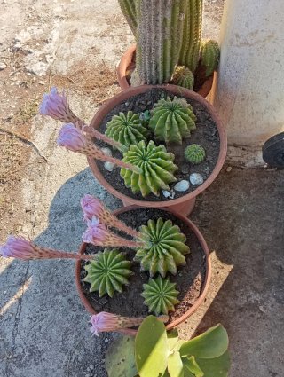Piante grasse