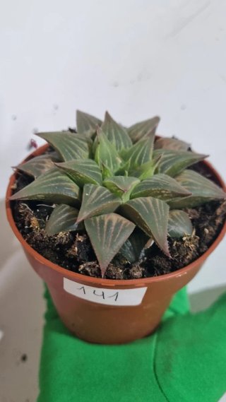 Suculenta Haworthia retusa
