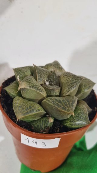 Suculenta Haworthia híbrida