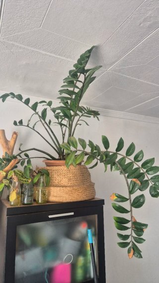 Planta Zamioculca ZZ