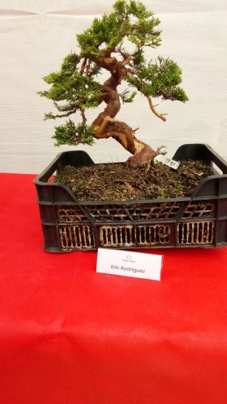 Bonsái Itoigawa Eric Rodriguez, 40 años
