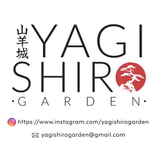 Lote para Bonsai/Prebonsai 1