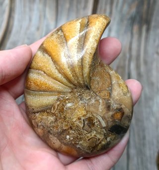 2 piezas de Fósil Nautilus